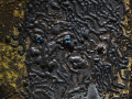 Dettaglio
